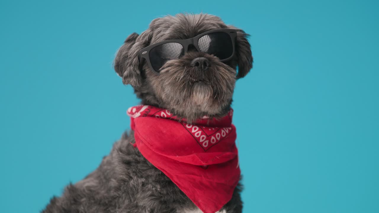 hermoso perro negro con gafas de sol frescas, bandana roja y sentado sobre un fondo azul