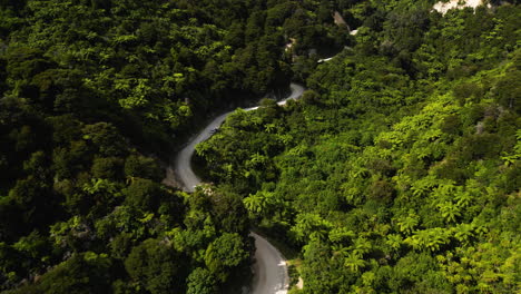 Aerial-over-a-road-surrounded-by-tree-ferns-on-the-South-Island-of-New-Zealand