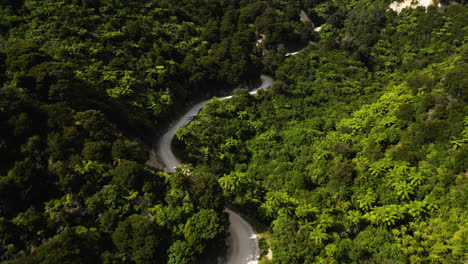 aerial over a road surrounded by tree ferns on the south island of new zealand