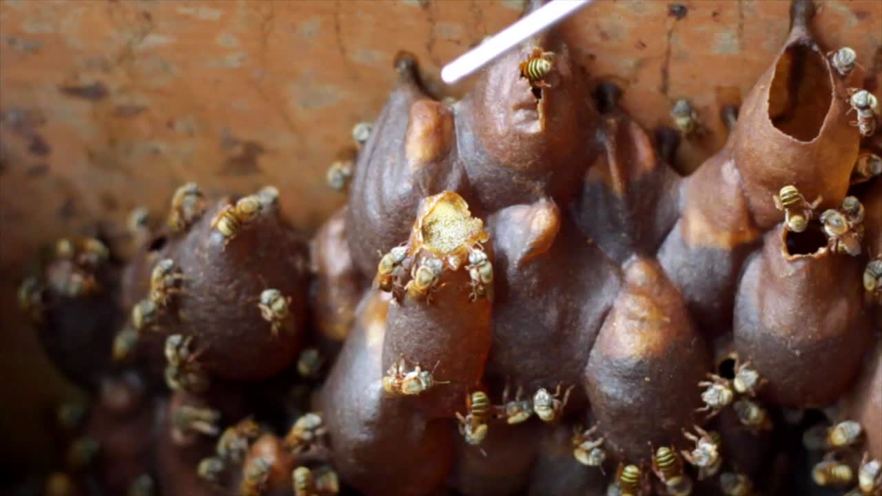 panal con muchas abejas trabajando en él