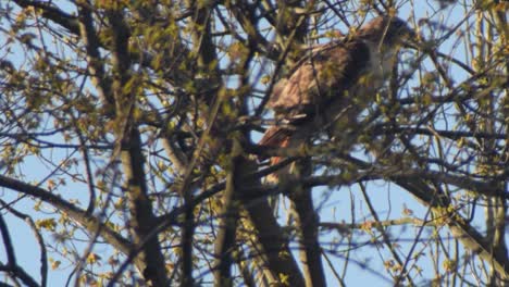 broad winged hawk taking off