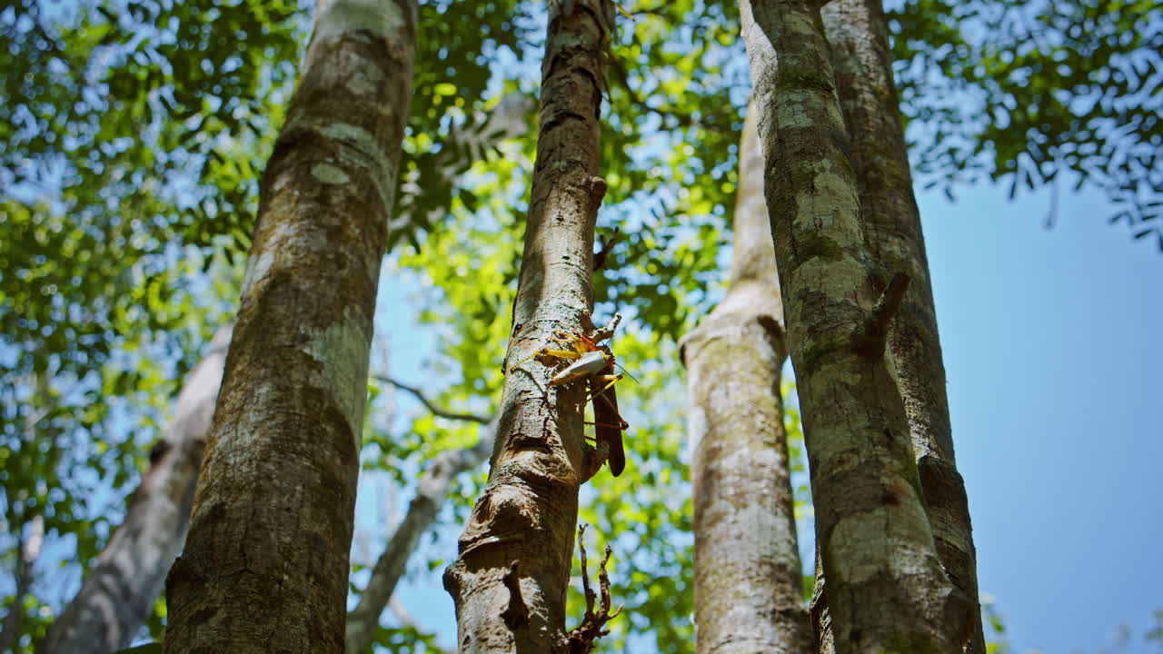 tiro de ángulo bajo de dos saltamontes apareándose en un árbol