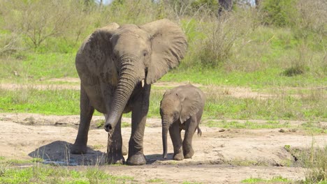 an elephant calf waves its trunk at the camera while an older elephant plays with the water