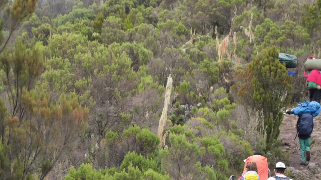 키리만자로를 등반하는 동안 은 길을 따라 걸어가는 장비를 가진 포터의 사슬.