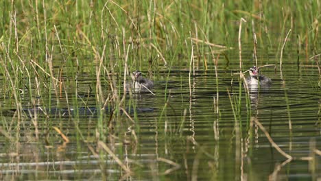 female horned grebe and two ducklings swimming among tall marsh grass in norway.