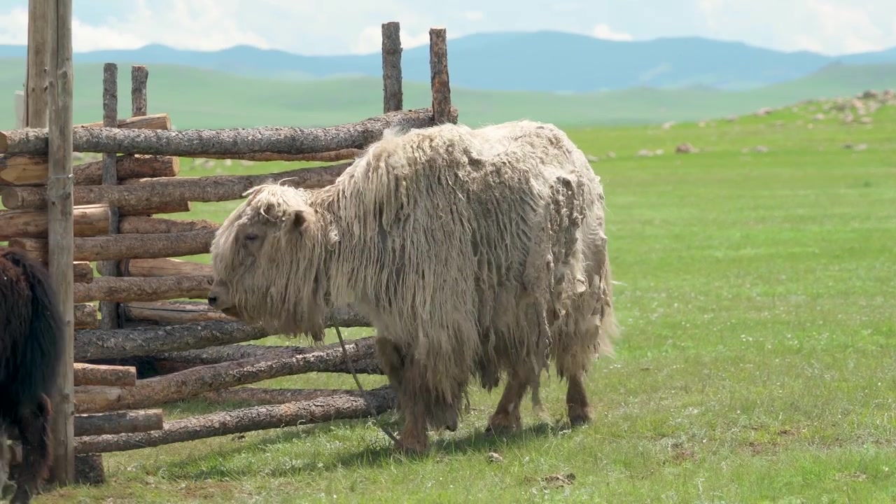 Gedomesticeerde jaks grazen in een groene weide in Mongolië