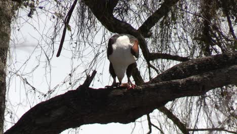 águila pescadora africana comiendo su presa en la rama de un árbol