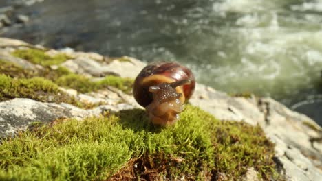 Caracol-Lentamente-Arrastrándose-Macro-Primer-Plano