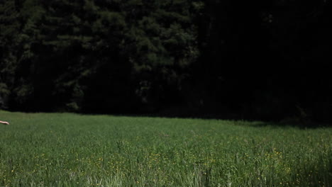 A-young-woman-runs-through-a-grassy-field-carrying-a-yellow-parasol