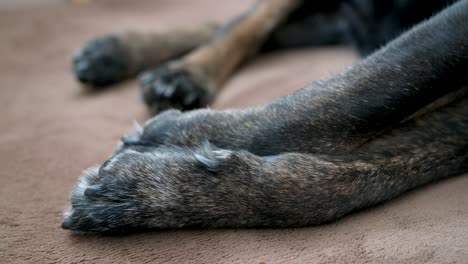 perspectiva que destaca las extremidades inferiores y las patas de un perro mayor reclinado en un piso de alfombra
