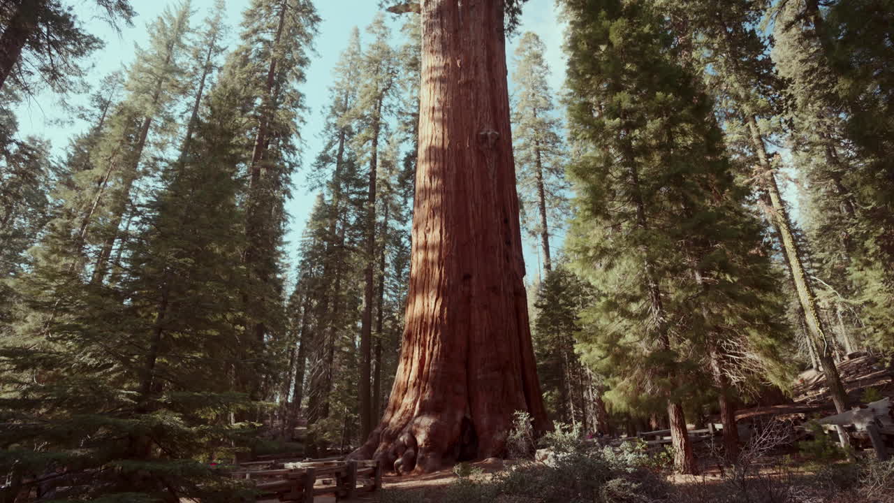 Sequoia gigante nel Parco Nazionale di Sequoia