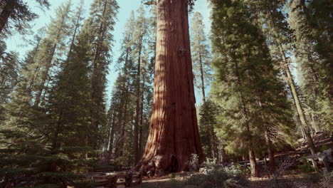 giant sequoia tree in sequoia national park
