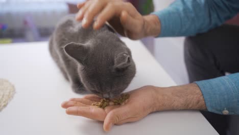 gray cat eats cat food.