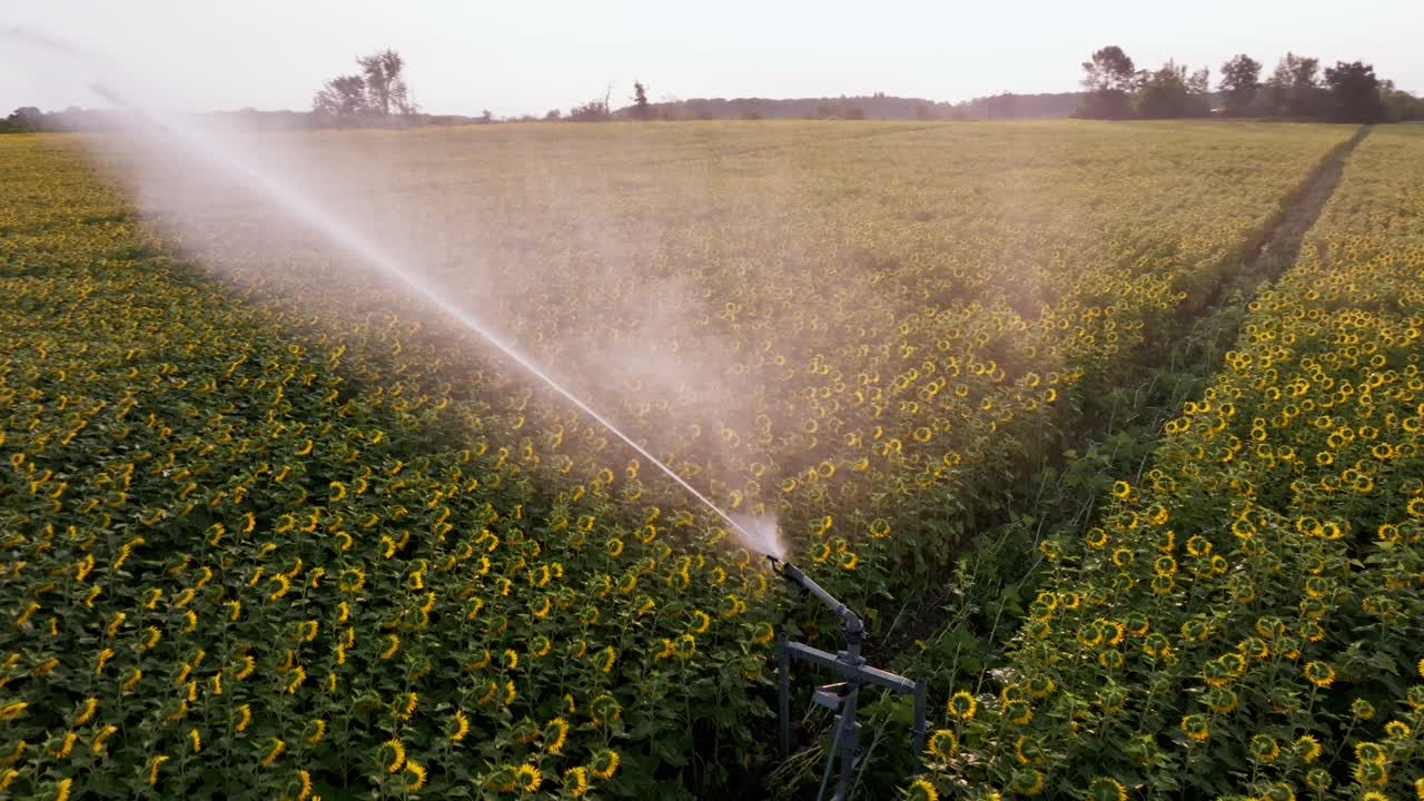 fotografía aérea de un sistema de riego activo en un gran campo de girasoles al atardecer en la región de la dordogne, francia