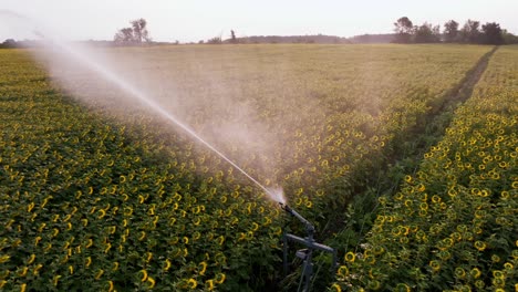 Aerial-shot-of-active-irrigation-in-close-up-system-in-a-large-field-of-sunflowers-at-sunset-in-the-Dordogne-region,-France