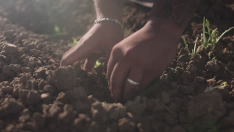 primer plano de manos latinas desenterrando suelo para plantar una pequeña planta con rayos de sol