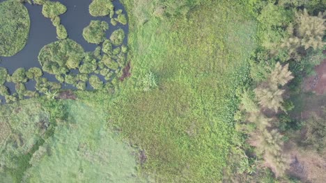 vista aérea de los humedales y los arrozales