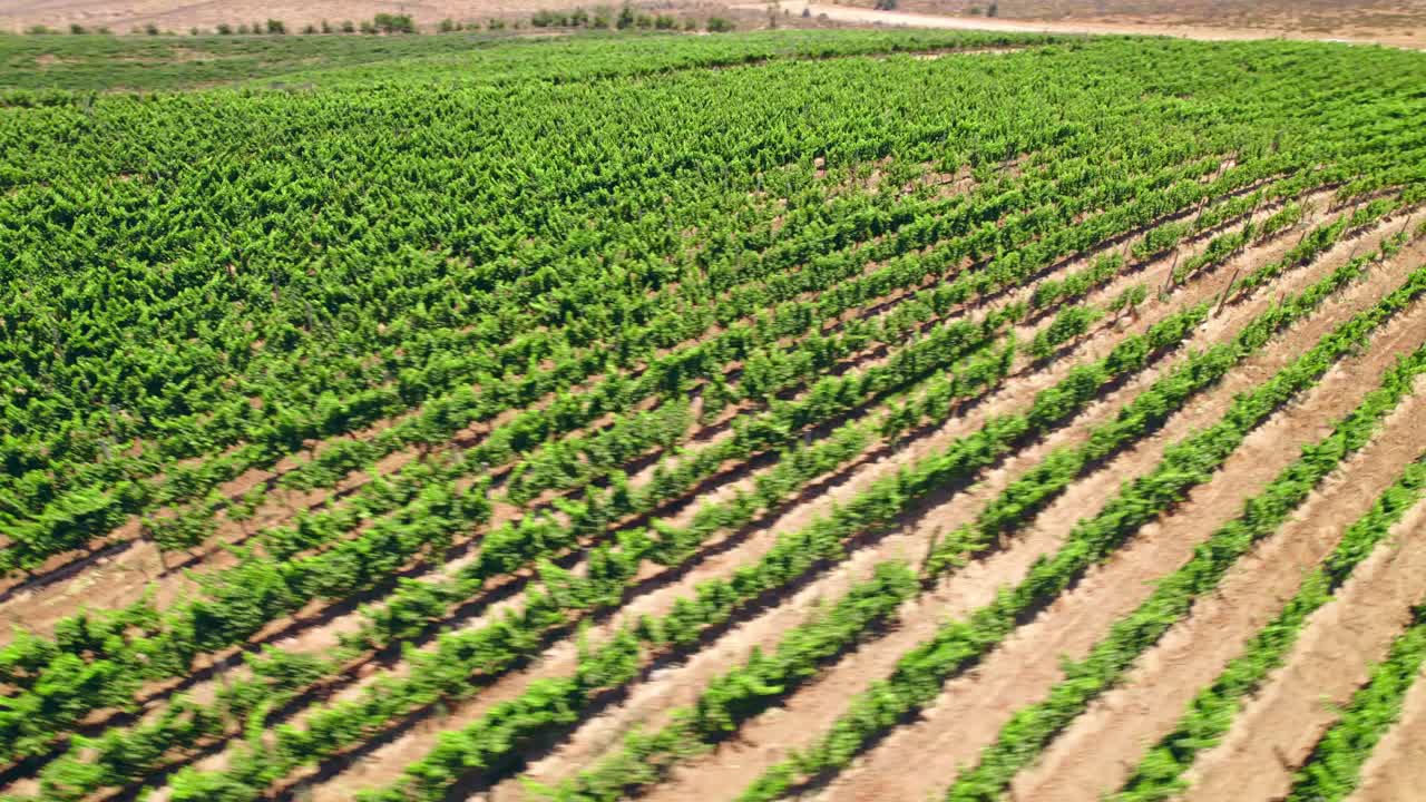Aerial orbit establishing vines in vertical trellis formation on a sunny day in Fray Jorge, Limar&iacute; Valley