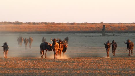 cautious confusion of wildebeest walk in dust with angled golden light