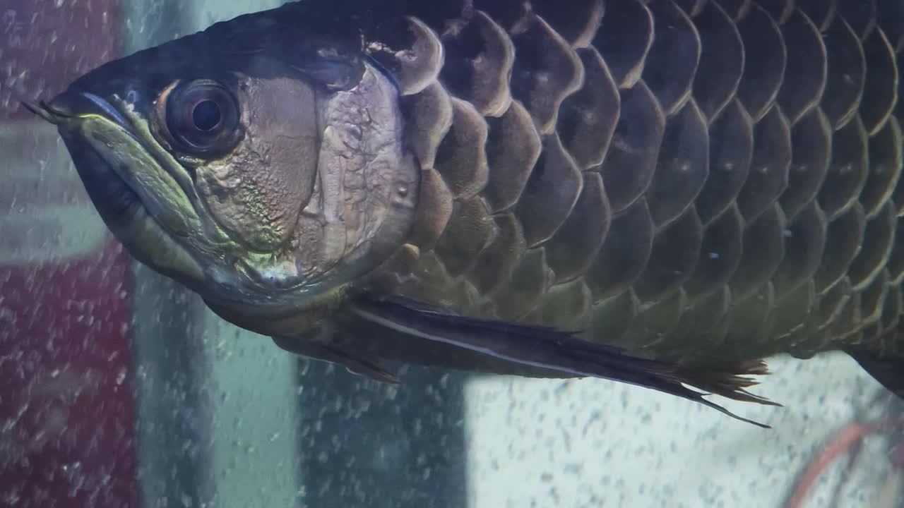 수족관에서 어두운 색의 물고기를 근접적으로 볼 수 있습니다.