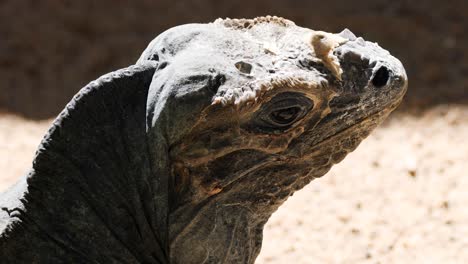 close-up of a lizard's head in sunlight