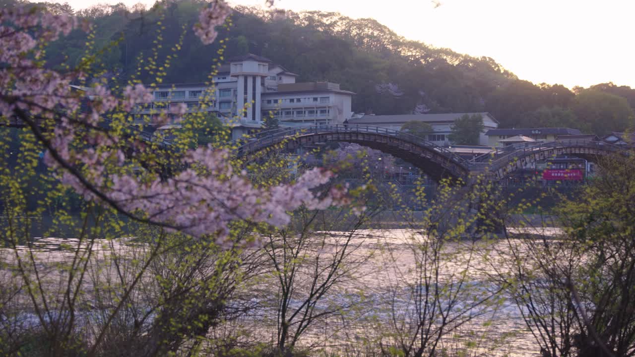 Cherry Blossoms at Dawn with Kintaikyo Bridge in Background, Sakura Season Japan