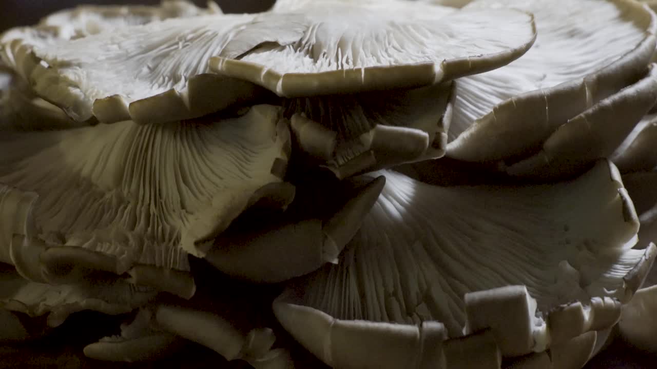 primer plano de setas de ostras