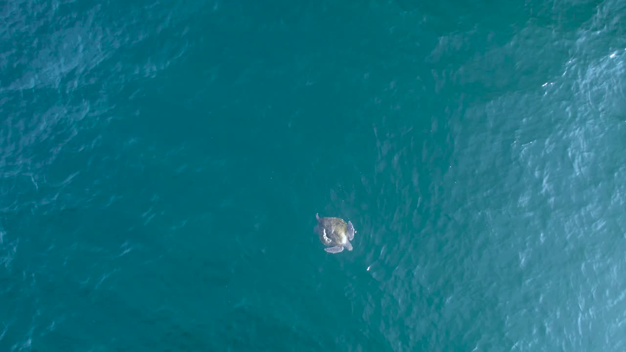 Aerial top-down drone view of a solitary sea turtle swimming gracefully on the calm ocean surface. Captured in the Pacific waters of Oaxaca, Mexico
