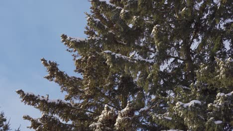 Snow-Blowing-Snow-Covered-Cedar-Trees,-Forest-Landscape