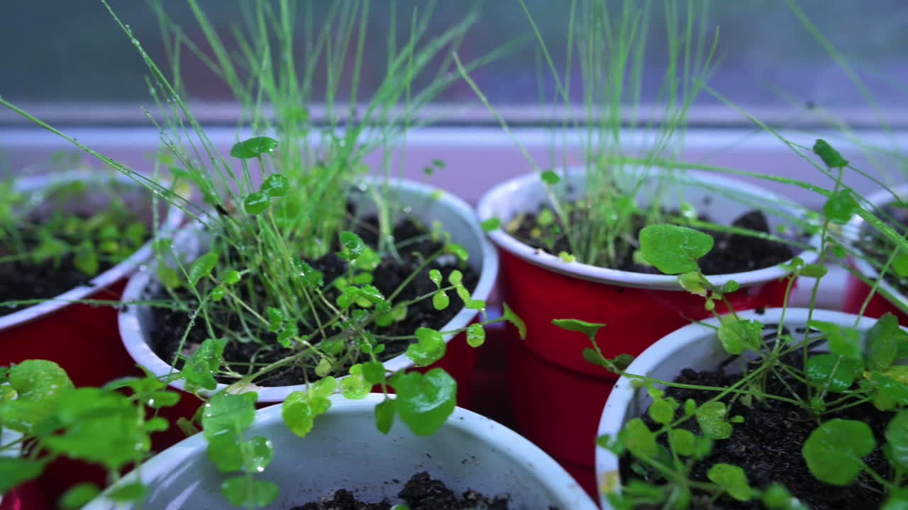 plántulas de plantas de hierbas en crecimiento húmedo en tazas rojas durante el día lluvioso