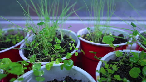 wet growing herb plant seedlings in red cups during rainy day