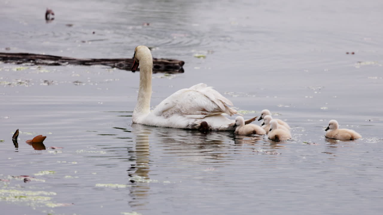 Gentle slow-motion footage of adult swans introducing their cygnets to the water.