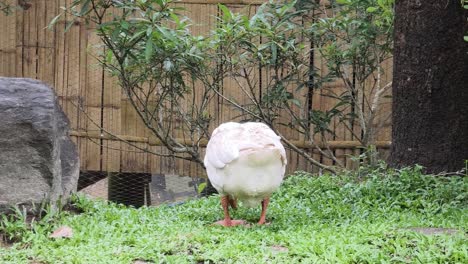 white goose in a garden