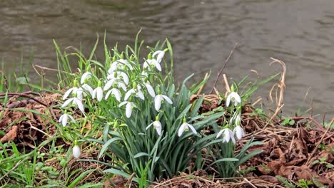 snowdrops in a meadow by the river