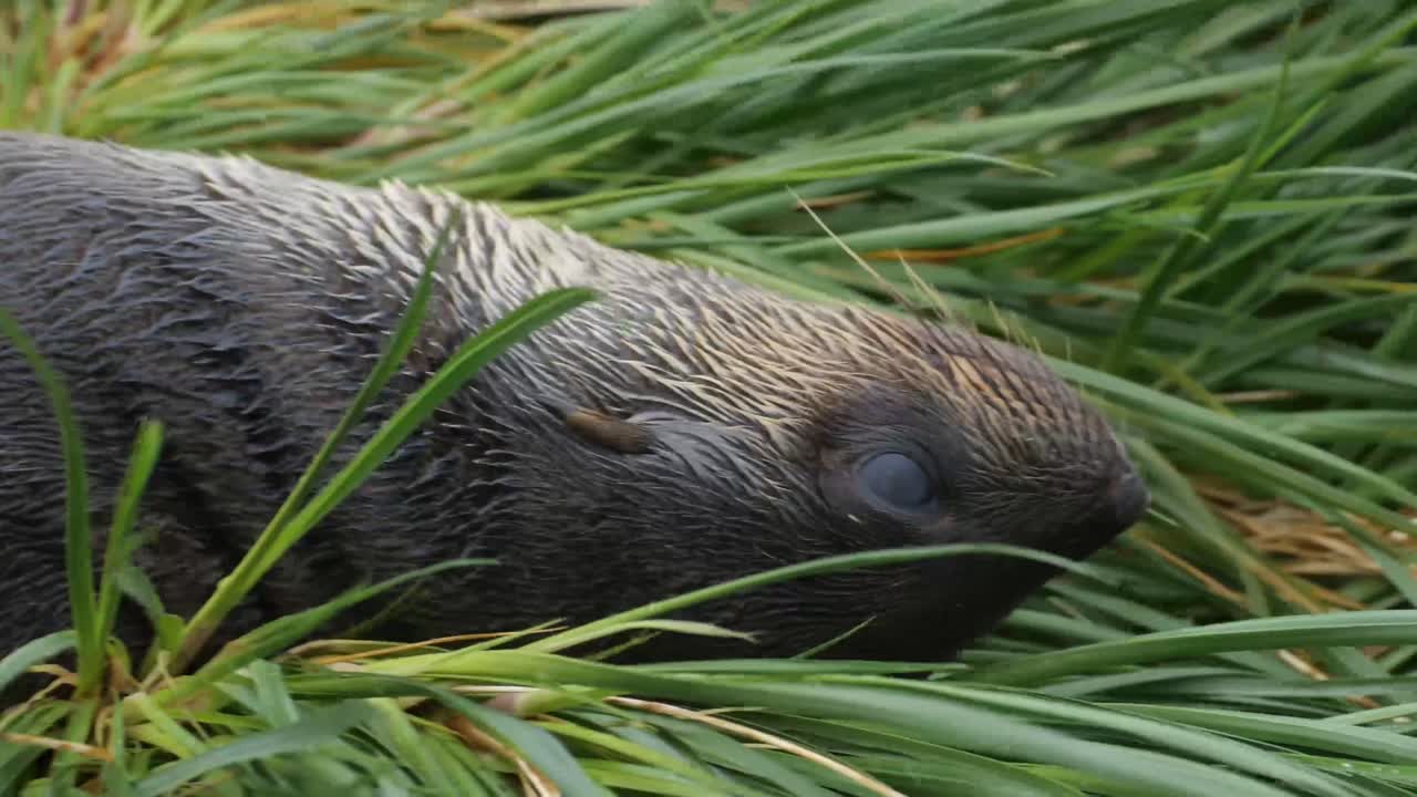 primer plano de un lindo bebé lobo marino mirando la cámara