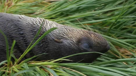 close up of a cute baby fur seal looking at the camera