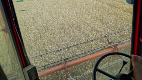 grain harvesting equipment in the field. harvest time. agricultural sector