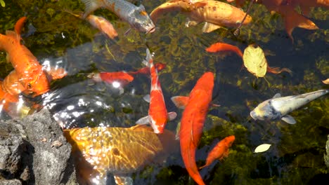 peces koi nadando animados en el agua cristalina brillante del estanque del jardín