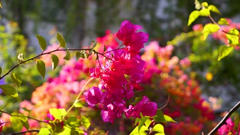 Atemberaubende-Zeitlupen-Nahaufnahme-Von-Lebhaften,-Sanft-Wehenden-Tropischen-Blumen