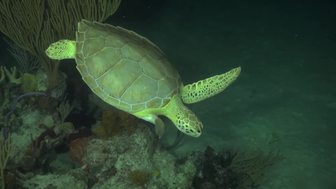 черепаха ночью