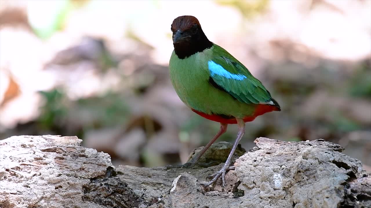 comúnmente encontrado en el sudeste asiático y un ave bastante amigable