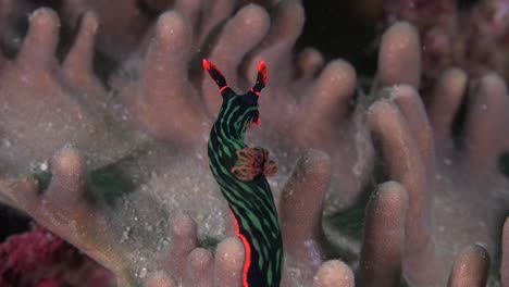 green tiger nudibranch crawling over coral reef in the philippines