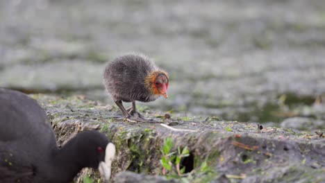 cute baby australian coot and adult forage along the lake shore