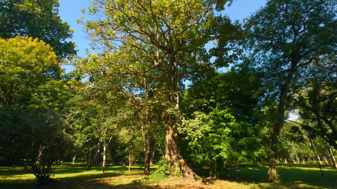 parque con grandes árboles y hierba verde