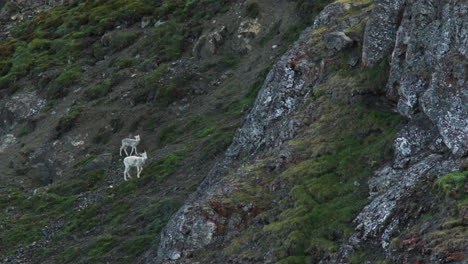 Female-Dall-Sheep-Climbing-On-Rugged-Slope-With-Lamb-Grazing-In-Background