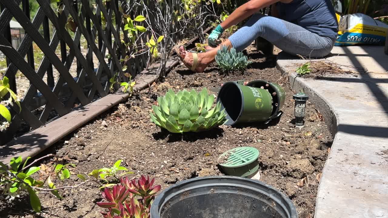 mujer hispana en el jardín de su casa, plantando suculentas al sol de la tarde