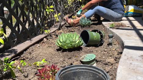 Mujer-Hispana-En-El-Jardín-De-Su-Casa,-Plantando-Suculentas-Al-Sol-De-La-Tarde