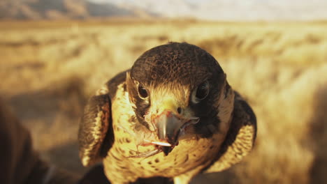 hermosa toma de 4k, retrato de primer plano de un hermoso halcón sentado en las rocas