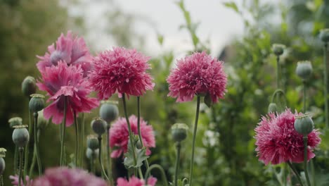 plano medio de unas pocas amapolas de opio en un campo bajo la lluvia