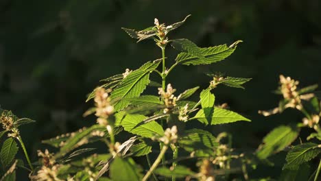 flowering weeds lit by the morning sun